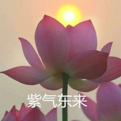 吞食萌将传ol九游版下载